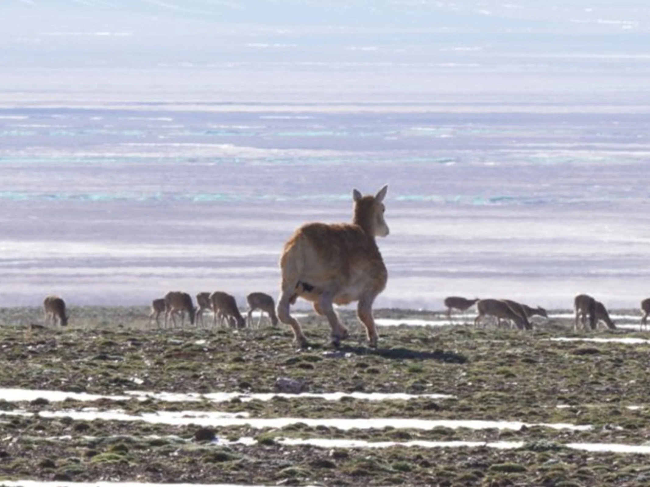 Bionic Antelope Robot Spy Infiltrates Tibetan Plateau Herds