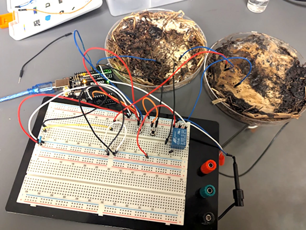 Ohio State Researchers Transform Shiitake Mushrooms into Memory Cells