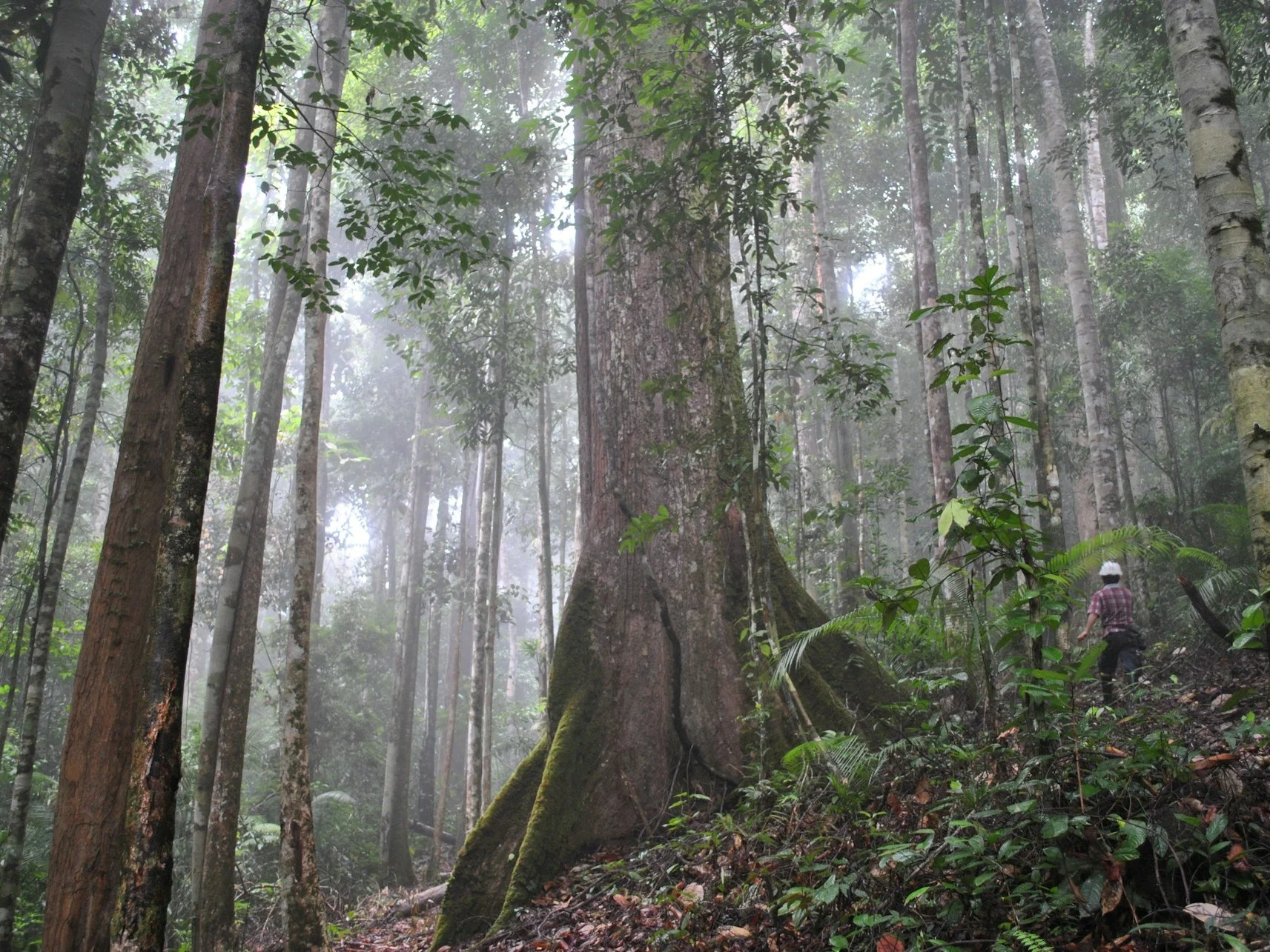 Shocking Discovery Revealed About Tropical Forests by Researchers
