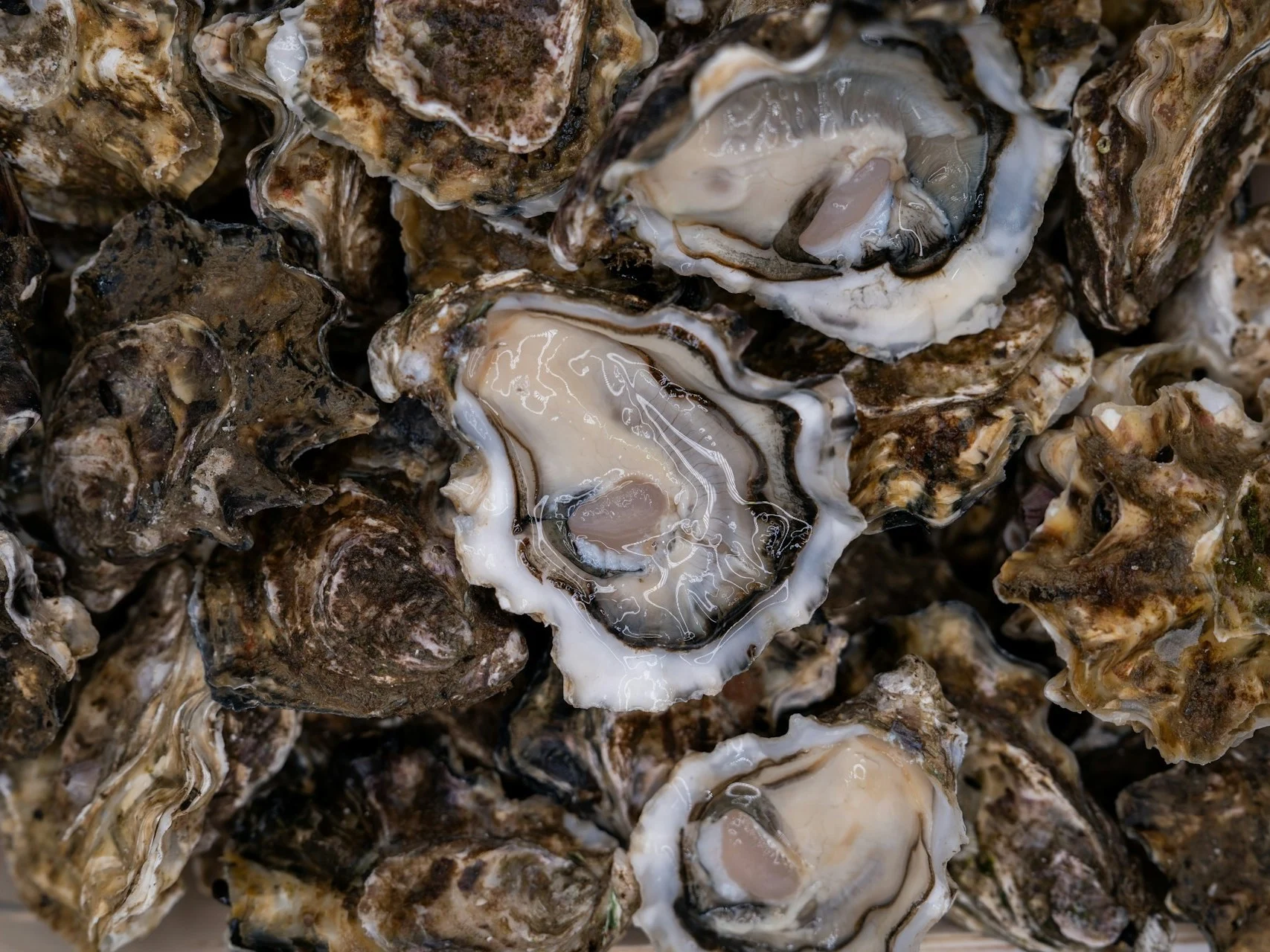 NASA Satellite Data Guides Oyster Farmers on Optimal Growth Locations